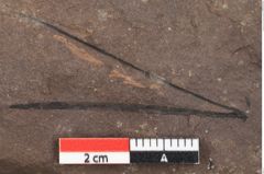 Foto (Detailansicht) von Pinus praepumilio Ettingshausen (NHMW-GEO-2024-0188-0271)